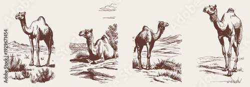 Camel desert animal vintage wildlife illustration set. Vector standing and resting camels in arid landscape. Pencil drawn style for travel branding and educational design.