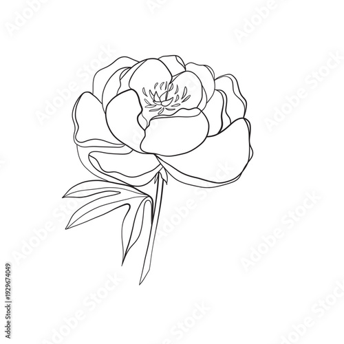 hand - drawn outline sketch of rose.