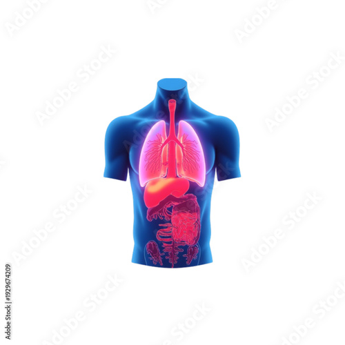 Anatomical illustration of the human torso displaying the respiratory and digestive systems in vivid detail
