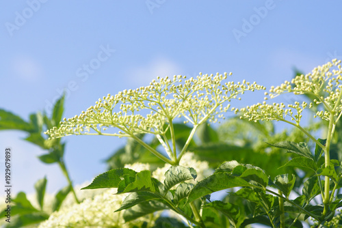 Photography Sambucus nigra corymb with hundreds of tiny buds against a blue sky