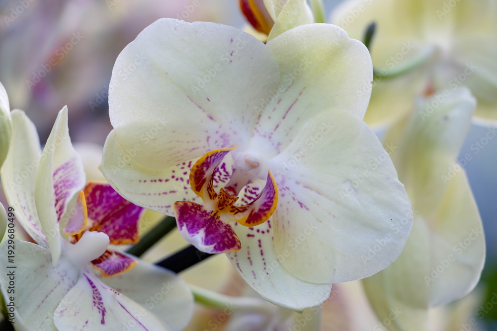 Naklejka premium Close-up of Pale Yellow Phalaenopsis Orchid with Purple Speckles and Vibrant Magenta Lip on Soft Blurred Background