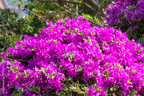 A rhododendron bush filled with flowers, Paperflower, Bougainvillea glabra, in Ngong Ping Village, adjacent to the Tian Tan Buddha and Po Lin Monastery, on Lantau Island, Hong Kong