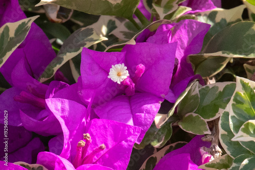 Close up of Bougainvillea glabra, Paperflower, floral bush, in Ngong Ping Village, adjacent to the Tian Tan Buddha and Po Lin Monastery, on Lantau Island, Hong Kong
