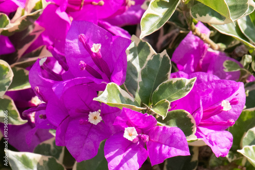 Close up of Bougainvillea glabra, Paperflower, floral bush, in Ngong Ping Village, adjacent to the Tian Tan Buddha and Po Lin Monastery, on Lantau Island, Hong Kong