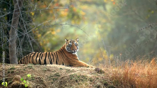 Bengal Tiger Sitting Relaxed in Northern India Forest