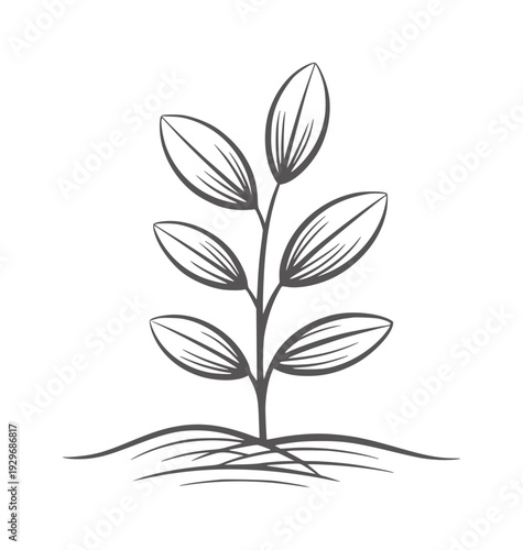 Minimalist of a small plant growing from the ground sprout growth seedling leaf
