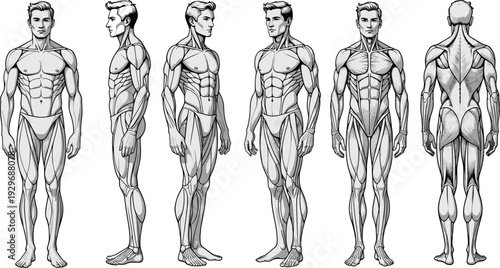Male anatomy muscle diagram set with front, side and back views, human body muscular system vector illustration for fitness and education