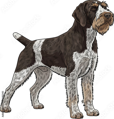 Wirehaired Pointing Griffon dog standing alert focused looking away