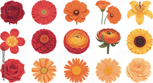 Set of colorful blooming flowers including rose, gerbera, lily and sunflower botanical illustrations isolated on white background