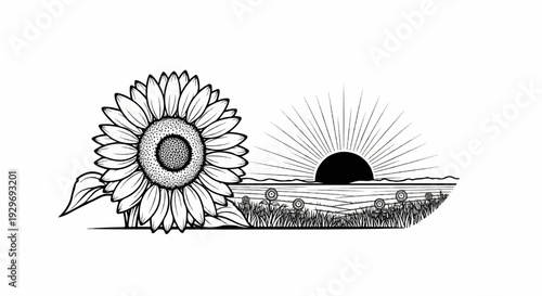 Large sunflower in bloom beside a field with smaller flowers and sunburst rising