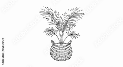 Line art of a potted palm tree with textured leaves in a woven basket