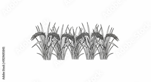 Row of five detailed black and white sketches of rice stalks