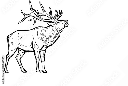 A detailed sketch of a majestic elk with impressive antlers calling out
