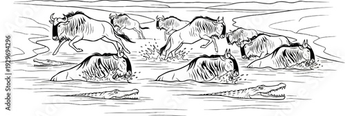 Wildebeest herd crosses a river with crocodiles lurking