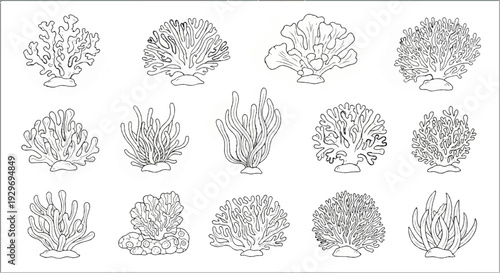 A collection of diverse black and white illustrations of various coral species