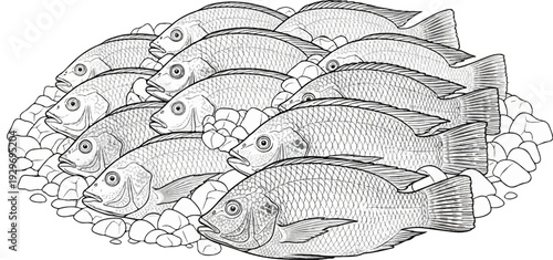 A tightly packed group of numerous fish, rendered in grayscale line art, rests on stones
