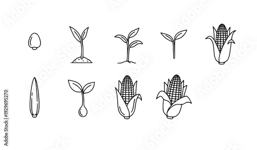 Corn Growth Stages Thin Line Vector Icon Set for Web and Infographic