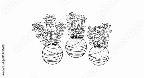 Three potted succulents with speckled, striped vases on a white background