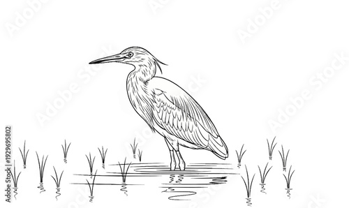 A sketch of a heron standing in shallow water with reeds
