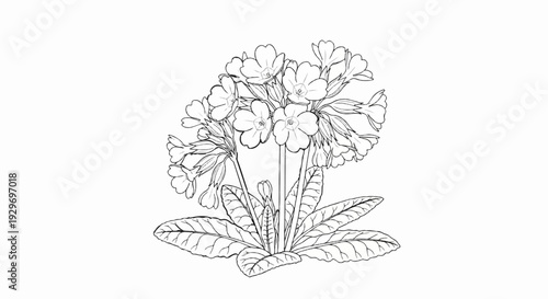 Black and white sketch of a cluster of primrose flowers with detailed leaves