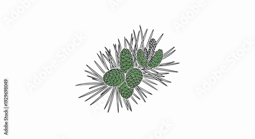 Green pine cones cluster on a branch with dark needles