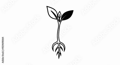 A simple black and white line drawing of a seedling with three leaves and roots