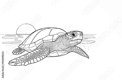 Detailed line art of a sea turtle swimming near shore at sunset
