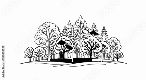 Diverse forest with various deciduous and evergreen trees on a hilly landscape