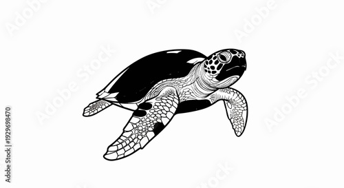 A black and white illustration of a sea turtle swimming