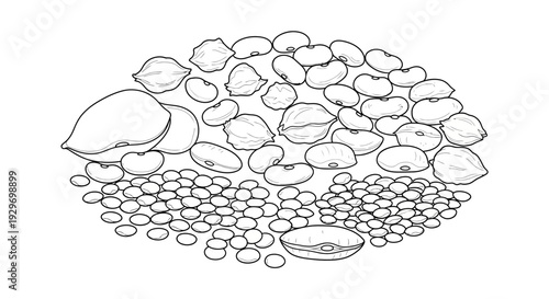 Bean Diversity Educational Coloring Page for All Ages. transparent.