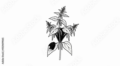 Black and white illustration of a stinging nettle plant with leaves and seed clusters