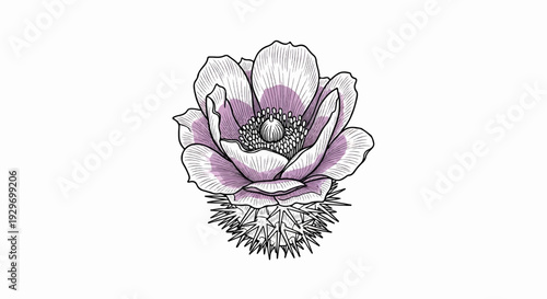 Detailed sketch of a blooming cactus flower with purple accents