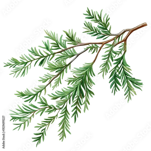 Acacia Branch, watercolor vector portraying a joyful pose with colorful highlights, isolated on a white background.