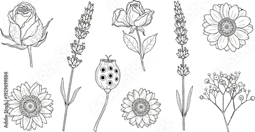 Delicate hand-drawn botanical illustrations of various flowers and seed pods on a white background
