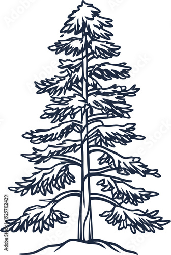 Tall pine tree illustration with detailed branches and needles in black line art