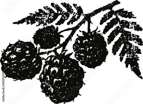 Blackberry branch with ripe berries and leaves vintage botanical illustration detailed engraving