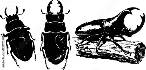 Three black stag beetle silhouettes, detailed insect vector illustrations on white background