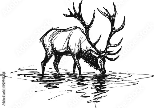 Majestic stag drinking water from a lake with detailed antlers and reflection drawing