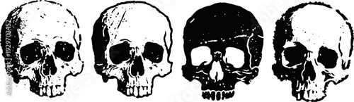 Four human skull illustrations with varied shading and detail on white background