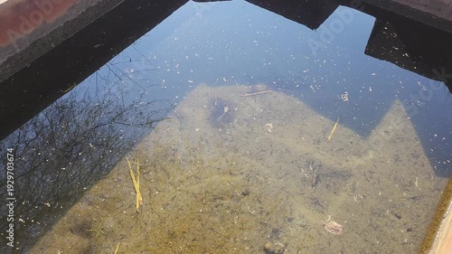 Mosquito flying over stagnant water surface with sky reflections
