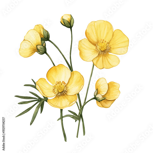 Buttercup Branch, watercolor painting capturing graceful lines and soft blended shades, isolated on a white background.