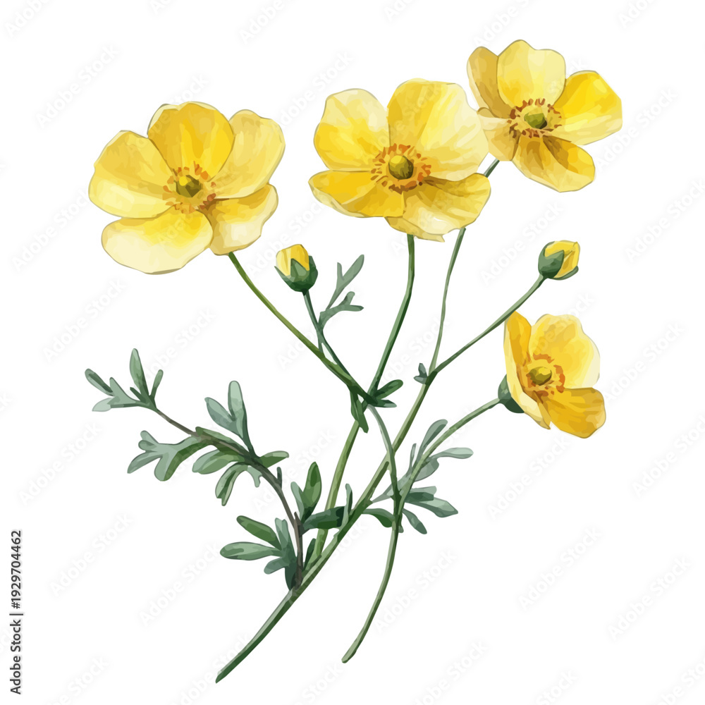 Obraz premium Buttercup Branch, watercolor clipart showcasing whimsical details and harmonious color flow, isolated on a white background.
