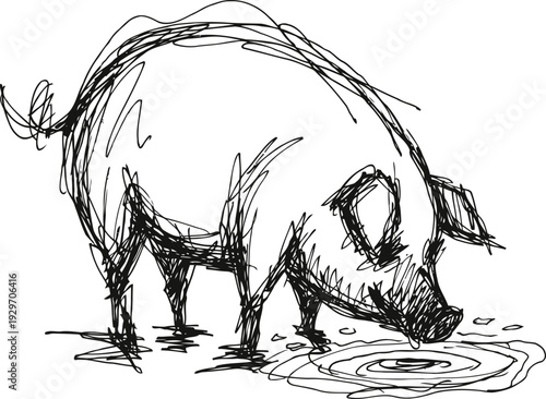 sketch of a pig drinking water from a puddle, hand drawn animal illustration