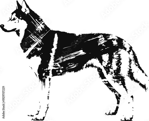 Black and white husky silhouette with scratches wolf dog standing side view, wild canine figure