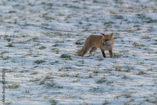 Mausender Fuchs in der Winterlandschaft