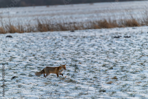 Mausender Fuchs in der Winterlandschaft