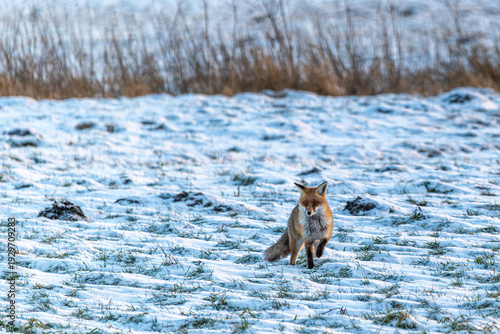 Fuchs in der Winterlandschaft