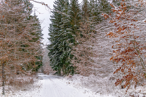 Winterwald