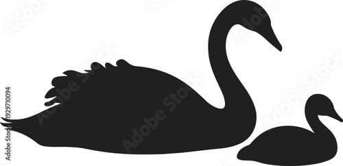 Black silhouettes of a large swan and a small cygnet swimming together isolated on white background for nature and wildlife design