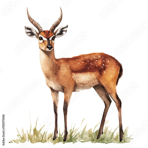 Bushbuck, watercolor vector portraying a joyful pose with colorful highlights, isolated on a white background.
